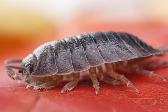 Woodlice