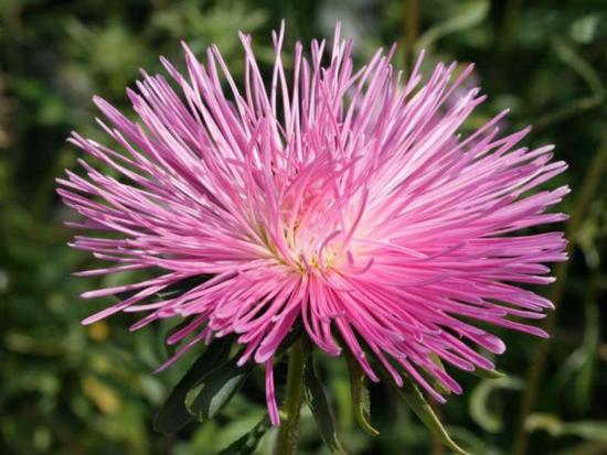Aster
