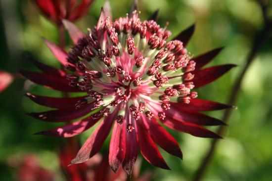 Astrantia suur