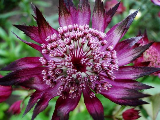 Astrantia lill