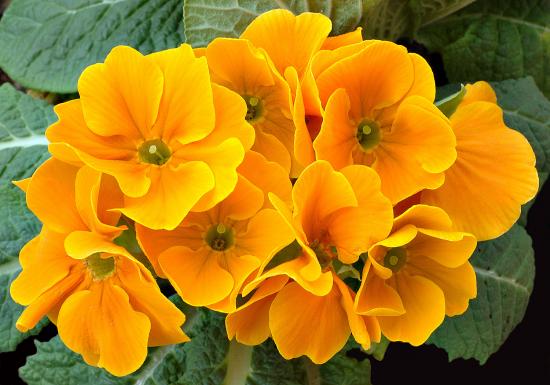 Priimula lilled