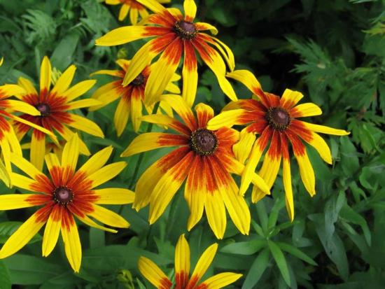 Rudbeckia aias