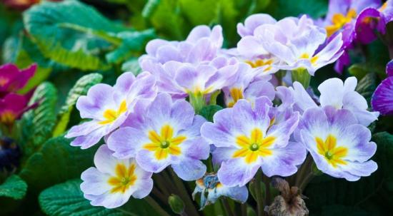 Priimula aias