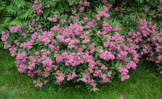 Spiraea põõsas