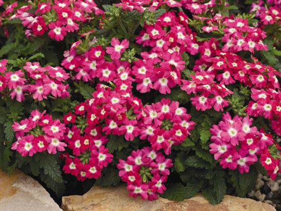 Verbena aias
