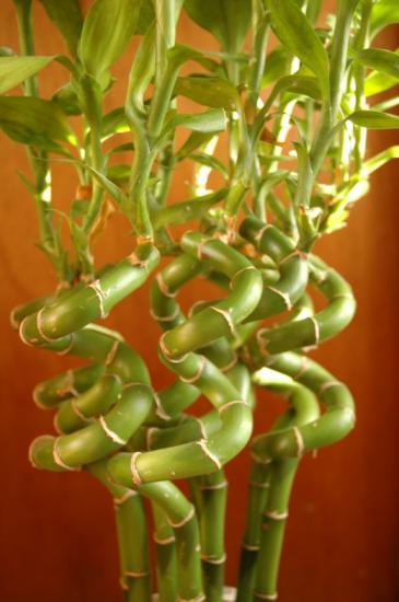 Dracaena Sandera