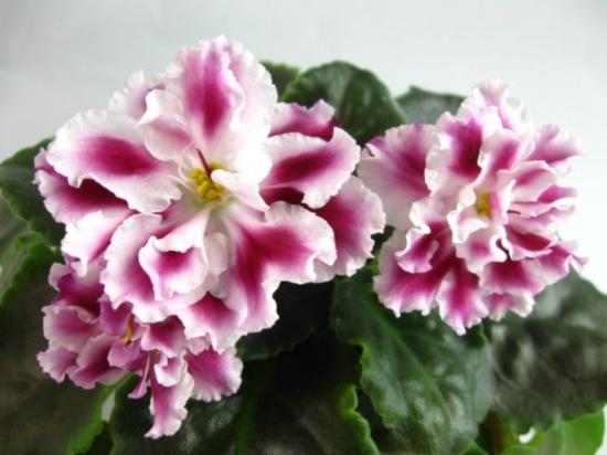 violetne