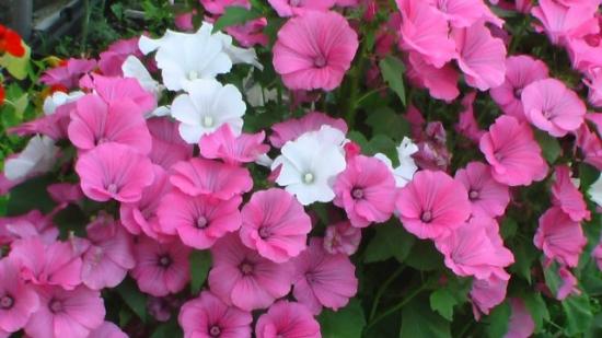 Lavatera aias