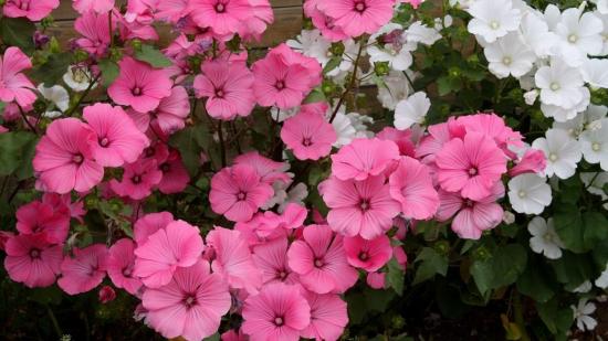 Lavatera kasvatamine aias