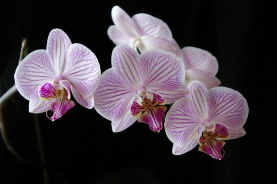 Orhidee siirdamine