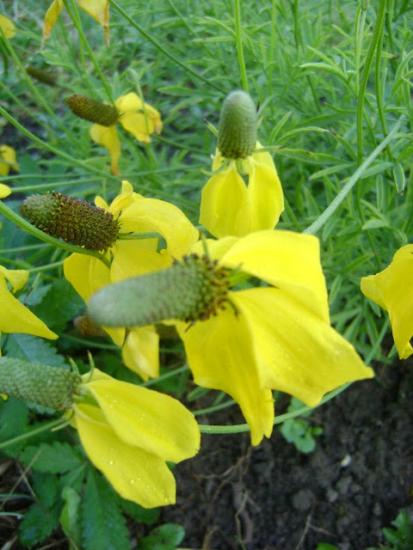 Ratibida sammaskujuline