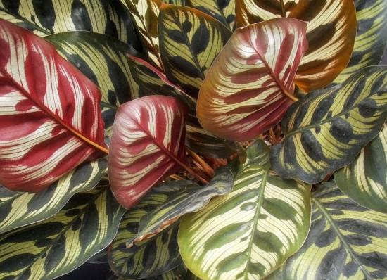 Calathea majas