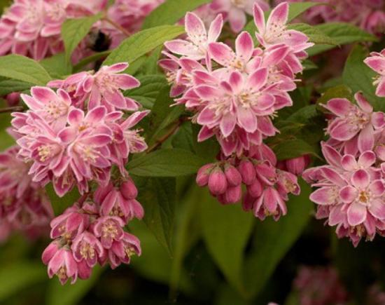 Deutzia roosa
