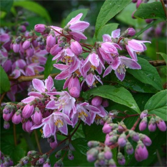 Deutia rosea lilled
