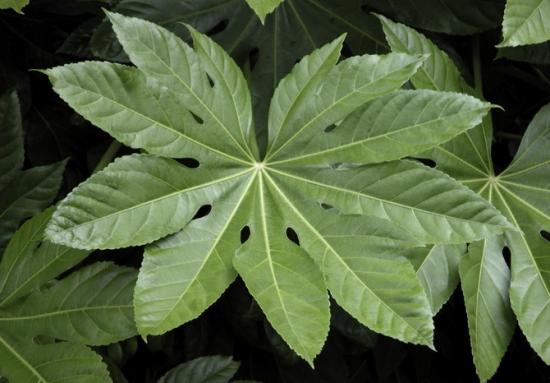 Fatsia aias