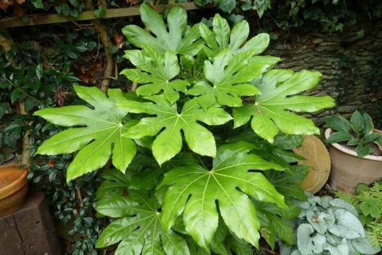Kasvav fatsia