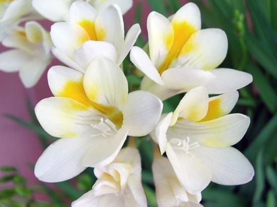 Freesia