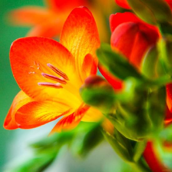 Freesia lilled