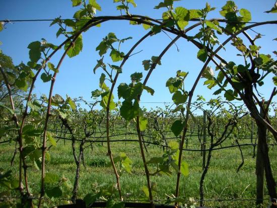 Viinamarjade õige pügamine