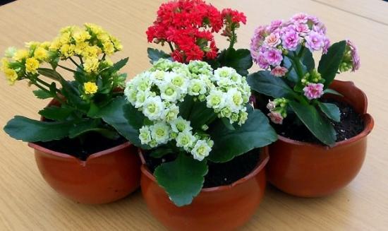 Kalanchoe toas