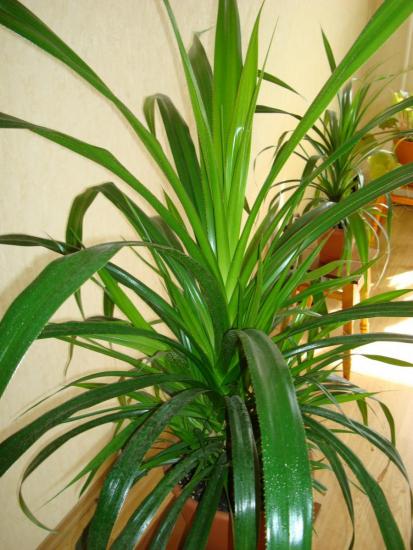 Pandanus