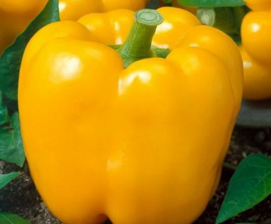 Paprika sort Fat Baron
