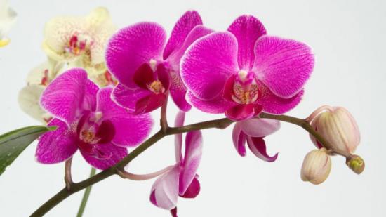 Phalaenopsis orhidee