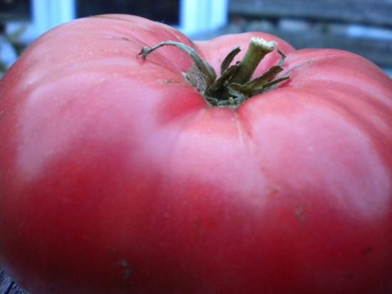 Tomatite looduse müsteerium