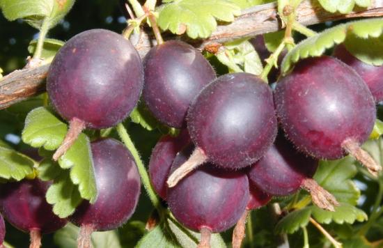 Yoshta marjad