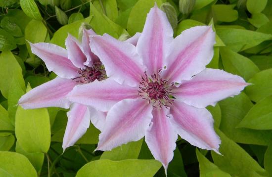 Clematis