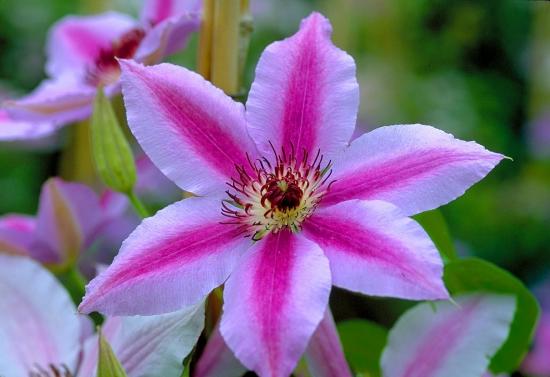 Clematis Nelly Moser
