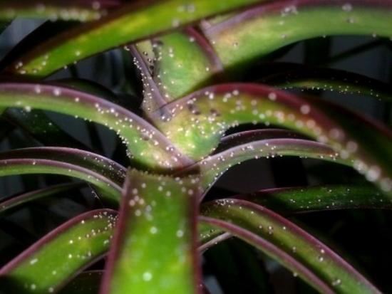 Dracaena haigused