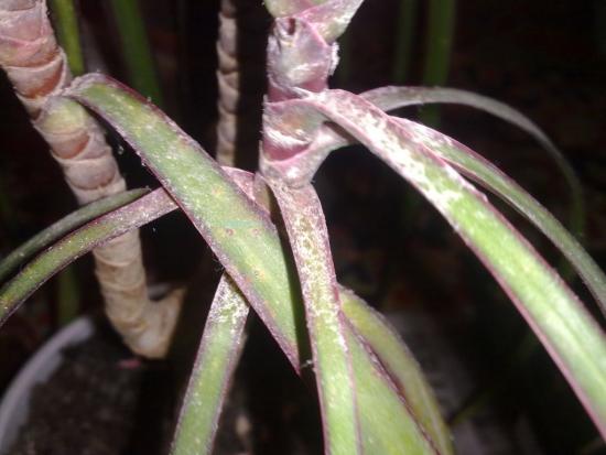 Kahjurid dracaenal
