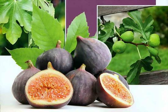 joonised fig