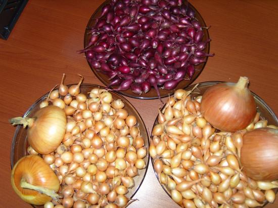 Sibul kasvatamiseks