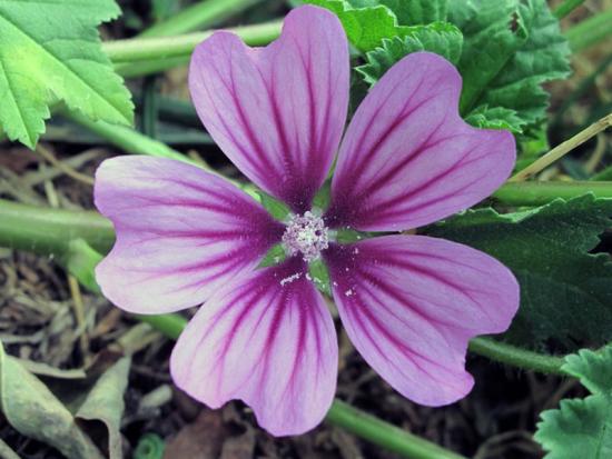 malva lilleõis