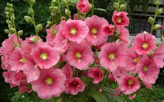 Malva lilled aias