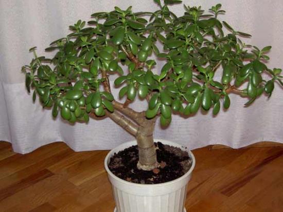 Rahapuu