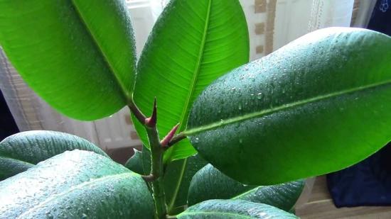 Ficus kummine