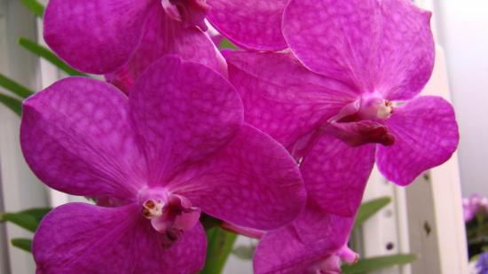 Vanda orhidee