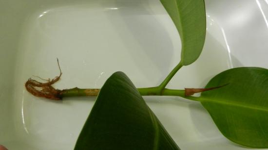 Ficus kummitaim, paljundus