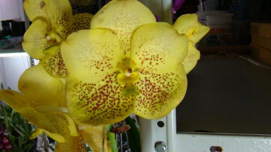 Vanda orhidee