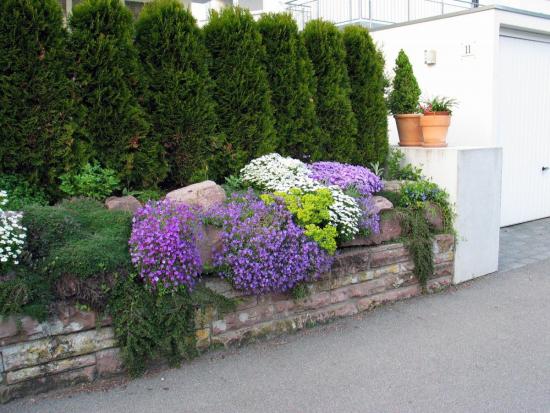Aia lähedal põõsad