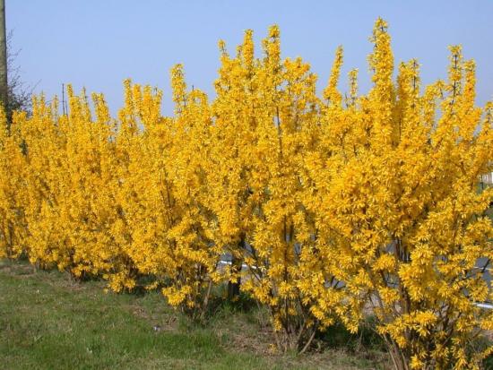 Põõsas Forsythia keskmine