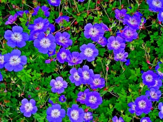 Aia geranium