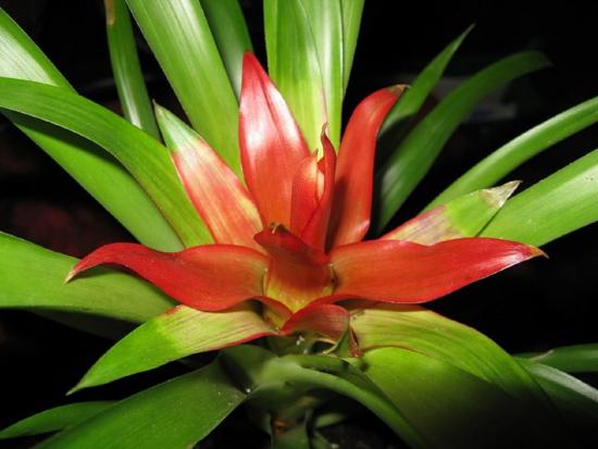 Guzmania, lill
