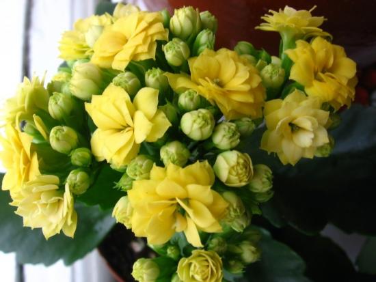 Kalanchoe kollane