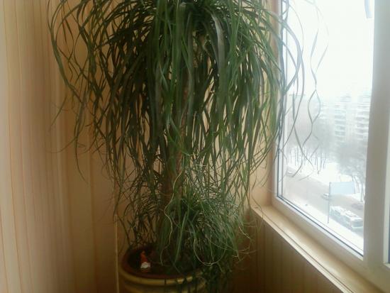 Nolina või Beaucarnea
