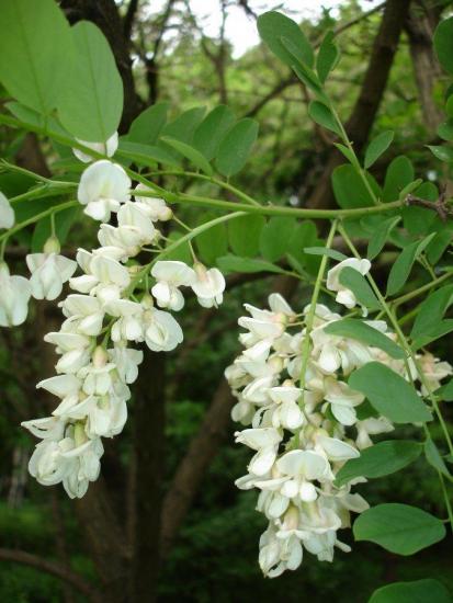 Robinia või pseudoakaatsia