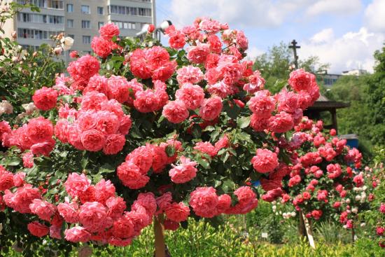 Roosa roos Rosarium ytersen